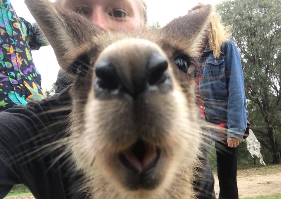 kangaroooooo